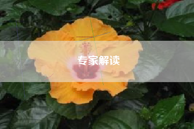 专家解读